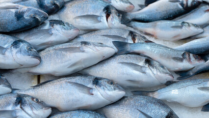 fresh fish on the market