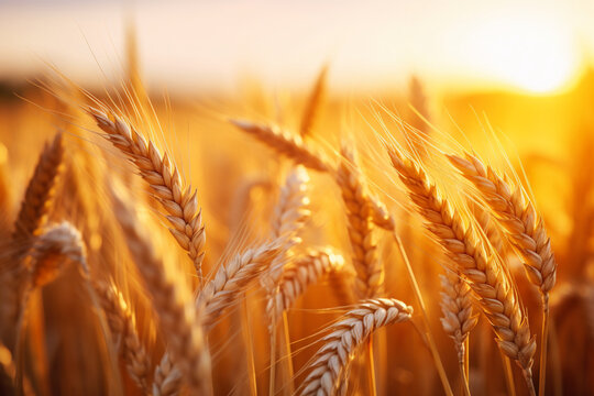 Spikelets of ripe wheat agricultural image ripe ears of golden wheat on the background of sunset