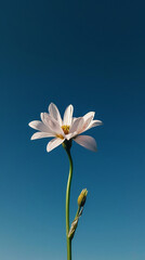 a single white flower with a blue sky in the background