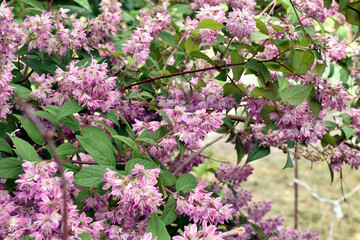 Fototapeta premium Deutzia hybrid bush, small lilac flowers.