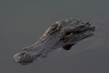Close-up of an American Alligator.