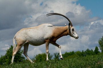 A single Scimitir Oryx.
