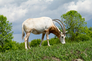 A single Scimitir Oryx.