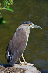 View of a Black-crowned Night-Heron.