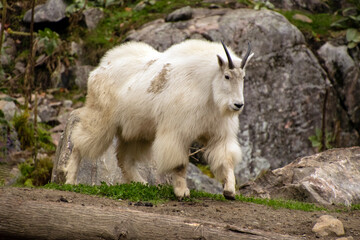 Rocky Mountain Goat.