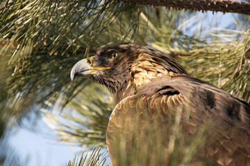 A Golden Eagle in a fir tree on a sunny day in the spring.