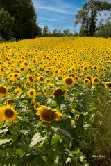 A field of sunflowers © Bruce