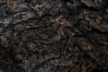 Macro texture of tree bark