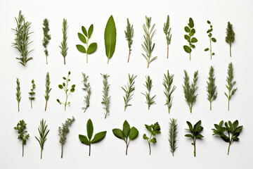 Useful herbs isolated on white - obrazy, fototapety, plakaty