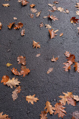 yellow leaves on wet asphalt