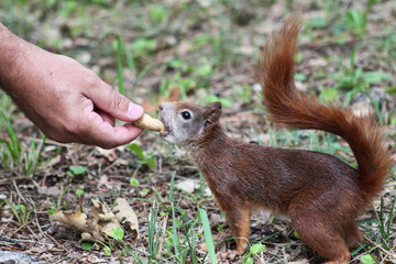 Red squirrel in park consuming human-provided peanut - A snapshot of ecological disruption and the wrong practice of human-induced wildlife nutrition, unveiling the bad ecological consequences