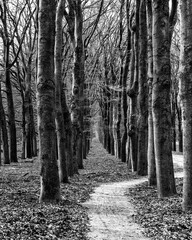 A neat row of trees with a forest path to the right in the Veluwe National Park in monochrome