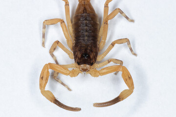 Tityus serrulatus, the most venomous scorpion in Brazil, is commonly known as yellow scorpion.