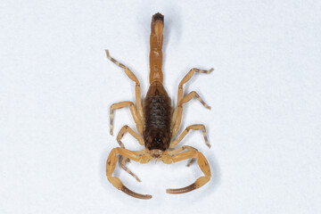 Tityus serrulatus, the most venomous scorpion in Brazil, is commonly known as yellow scorpion.