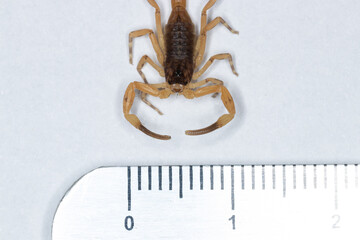 Tityus serrulatus, the most venomous scorpion in Brazil, is commonly known as yellow scorpion.
