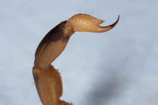 Tityus serrulatus, the most venomous scorpion in Brazil, is commonly known as yellow scorpion.