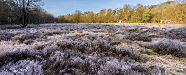 Heathland turned white due to night frost on the Veluwe in March