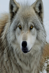 Obraz premium This is the best of wolf pic in the world