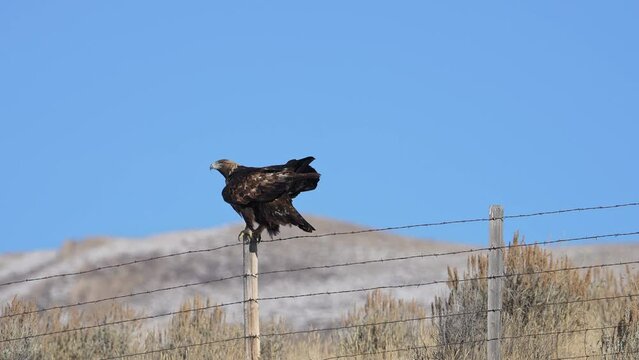 Golden Eagle landing on a post on a barbed wire fence in Wyoming.