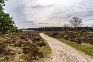 A dirt road on a Veluwe landscape in the Netherlands on a day in March with a hazy sun.
