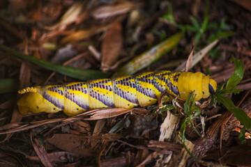 Death's head Hawkmoth (Acherontia atropos) larva 15403