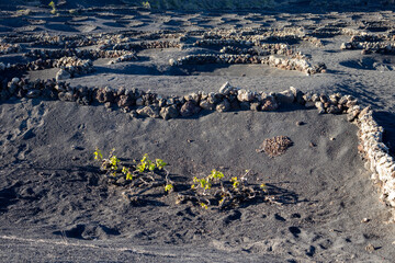 Wine growing in the black volcanic soil