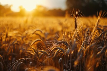 As the sun rises over the vast field of wheat, the golden grains sway in the gentle breeze, a bountiful harvest awaiting the hardworking hands of the farmers - obrazy, fototapety, plakaty