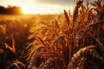 As the golden sun sets behind a field of wheat, nature's harvest of hearty crops and rich grains is a feast for the eyes, invoking feelings of warmth, abundance, and the beauty of the outdoors in the - obrazy, fototapety, plakaty