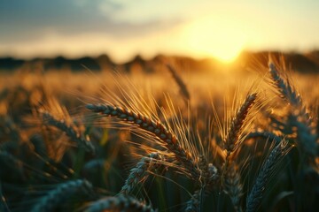 As the sun dips below the horizon, a bountiful wheat field glows with golden hues, embodying the beauty and abundance of nature's harvest - obrazy, fototapety, plakaty
