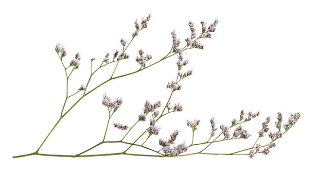 Twig of limonium small flowers isolated on white or transparent background