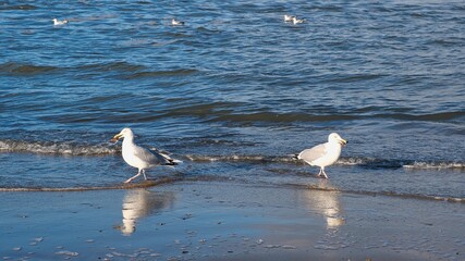 Blick auf eine Möwe an der niederländischen Nordsee
