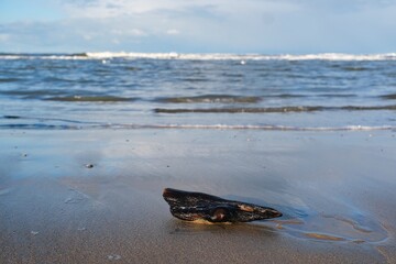 Ausblick über die Nordsee mit Sandstrand