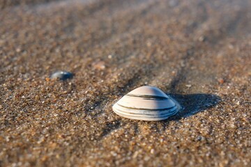 Fototapeta na wymiar Blick auf eine Muschel am Nordsee Strand