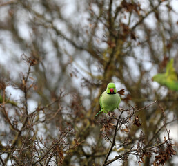Ring-necked parakeet sitting in a tree