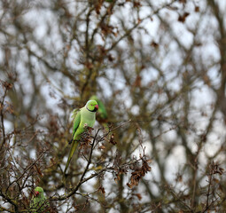 Ring-necked parakeet sitting in a tree