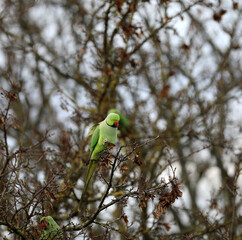Ring-necked parakeet sitting in a tree