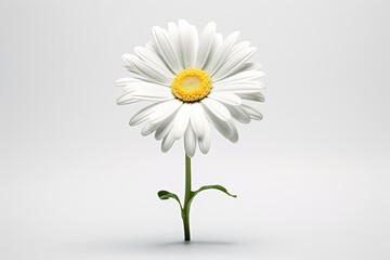 3d render of white daisy flower on white background