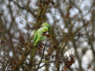 Ring-necked parakeet sitting in a tree