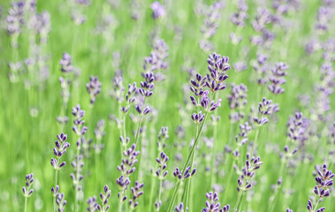 Obraz na płótnie Canvas Green background from lavender in buds in the garden