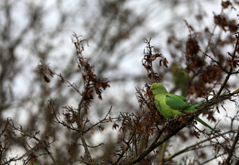 Ring-necked parakeet sitting in a tree