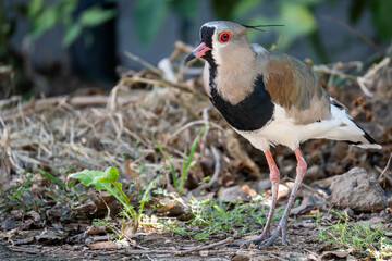 Vanellus chilensis also called in some countries "lapwing"