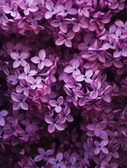 Fototapeta premium Close up purple lilac flowers, floral background 
