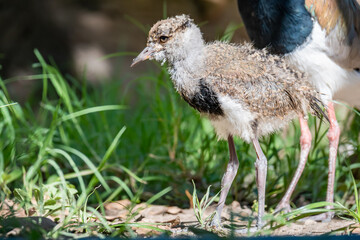Close-up photo of a Vanellus chilensis bill.