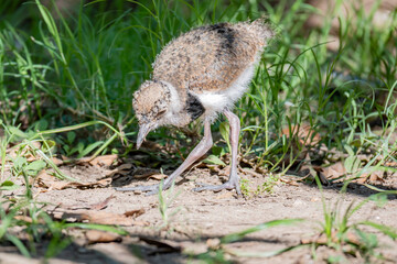 Vanellus chilensis chick searching for food from the ground.