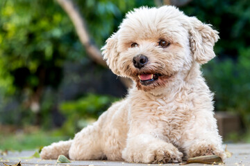 White dog resting on the floor looking to the side.