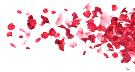 Scattering rose petals in the air, cut out