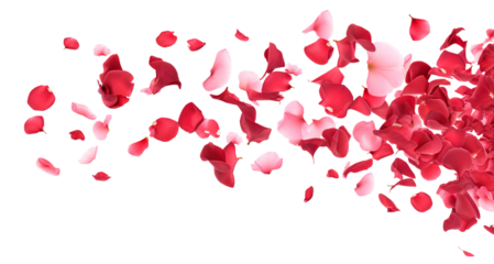 Scattering rose petals in the air, cut out