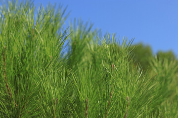 Spruce branch in spring. Fir branches. Natural coniferous background texture. Spring nature. Green pine. Mediterranean flora. Evergreen coniferous tree. Green maritime pines against a clear blue sky