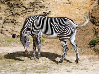 Profile Grevy zebra or imperial zebra (Equus grevyi) on the ground