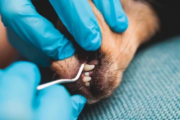 Fotobehang Veterinarian specialist holding small dog and cleaning whitening dog teeth at home with toothpaste dental floss, small black young dog tooth hygiene dental domestic treatment, view of hands © tsuguliev